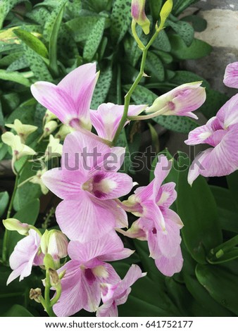 Beautiful Purple Orchid Flower Tree, stock photo