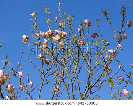 Sings of spring. Beautiful flowers and blue sky. Magnolia.