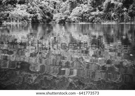 shadows of trees in water