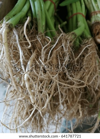 Morning glory root