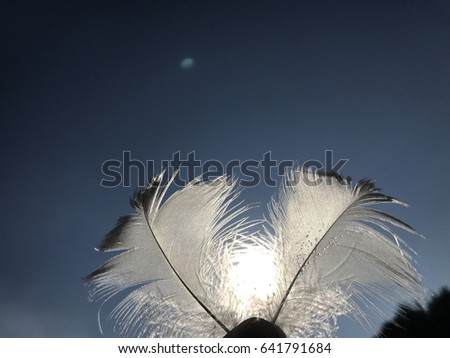 Angel white feathers