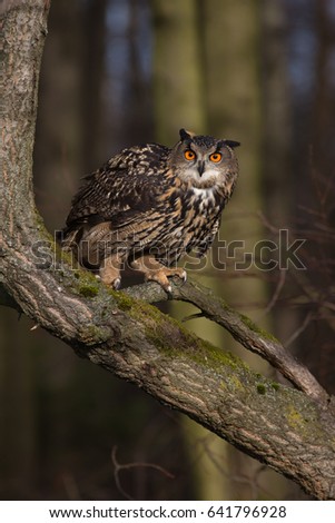 Eurasian eagle-owl (Bubo bubo) is a species of eagle-owl.  It is also called the European eagle-owl and in Europe, where it is the only member of its genus besides the snowy owl.