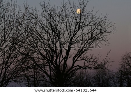 Bare tree branches against a hazy purple twilight sky with a full and shiny bright moon.