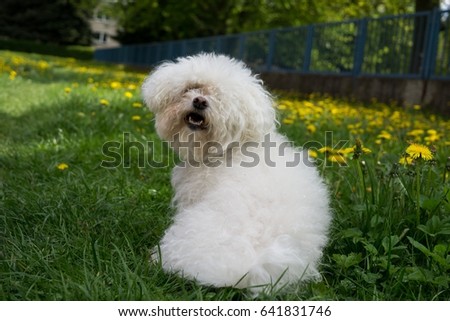 Cute small white bichon dog playing in the park. Slovakia