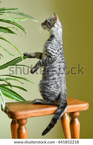 Kitten savanna silvery color on a stool near a plant in a yellow flowerpot