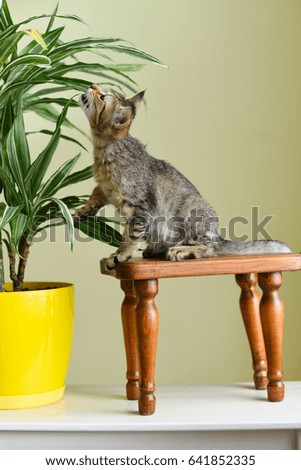 Kitten savanna silvery color on a stool near a plant in a yellow flowerpot