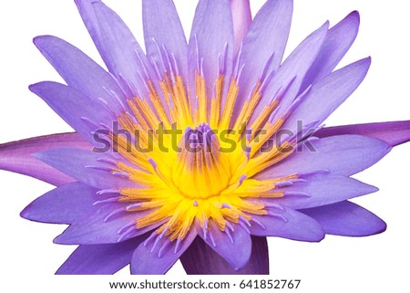 Macro flower picture of beautiful purple lotus with yellow pollen or close up colorful water lily with scientist named Nymphaeaceae (hybrid) isolated on white background