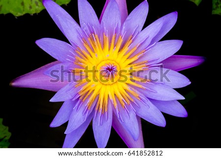 Macro flower picture of beautiful purple lotus with yellow pollen or close up colorful water lily with scientist named Nymphaeaceae (hybrid) isolated on blur pond background
