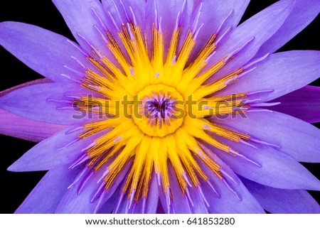 Macro flower picture of beautiful purple lotus with yellow pollen or close up colorful water lily with scientist named Nymphaeaceae (hybrid) isolated on black background