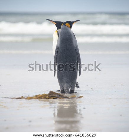 King Penguin Couple on the beach at Volunteer Point in Falkland Islands ( Islas Malvinas)