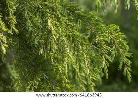 Cedrus deodara (Deodar Cedar, Himalayan Cedar) branches in spring Royalty-Free Stock Photo #641863945