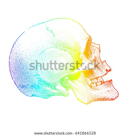 Realistic hand drawn skull in rainbow colors. Vector object isolated on white background.T-shirt print.