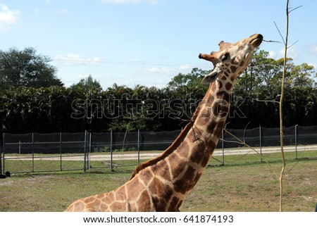 Giraffe tastes a branch of a tree in Lion Safari park,Florida