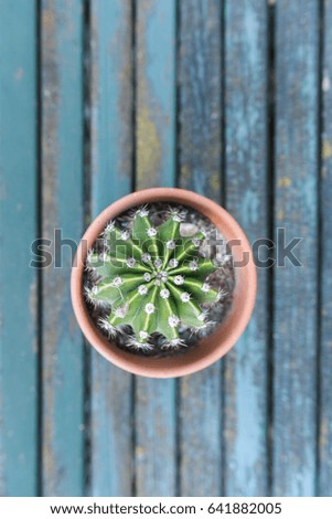 Cactus flower view from top on wood blue background