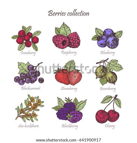 Hand drawn illustration berries set. Vector scetch.Vintage illustration. Botanical illustration of engraved berry. Colorful vector illustration.l Royalty-Free Stock Photo #641900917