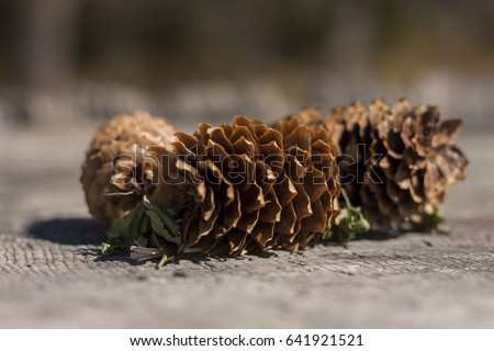 A pinecone
