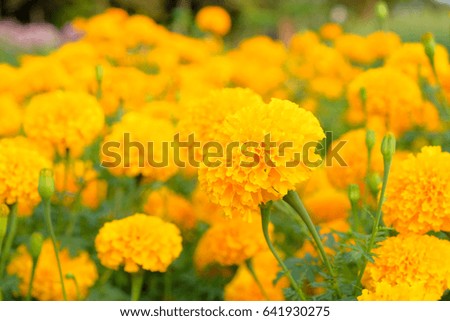 a front selective focus picture of blooming yellow marigold flower and blur flowers garden in the morning sunshine