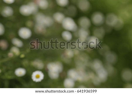 Beautiful flower in filed/ Beautiful grass flower/ grass flower /Beautiful flower