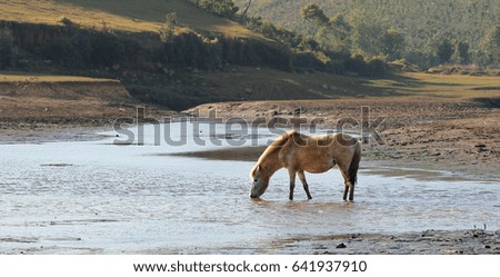 Horse on river