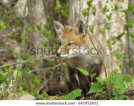 Young red fox hiding and watching something in the woods
