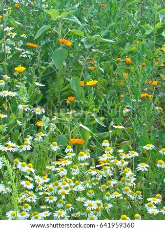 Chamomile meadow in the country