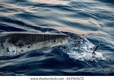 Great White shark while coming to you on deep blue ocean background and attacking a fish