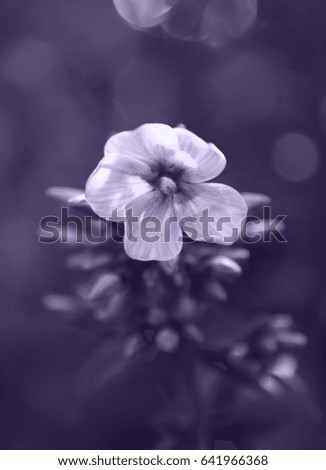Beautiful white flower at summer time, abstract pattern background as a poster, wall paper or greeting card in tender colors of purple and violet showing nature beauty and tenderness with innocence
