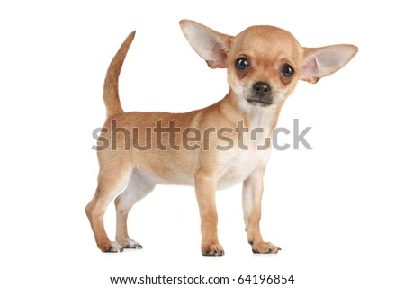 Funny Chihuahua puppy standing on white background