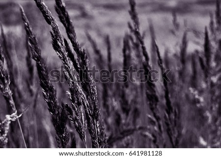 Grass field at summer time, abstract pattern background as a poster, wall paper or greeting card in tender colors of purple and brown showing nature beauty and tenderness with innocence