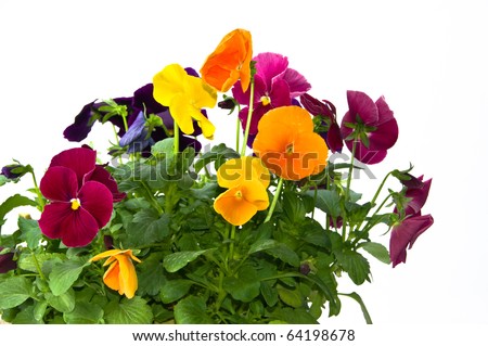 Bundle of colorful pansy flowers in a pot on isolating white background