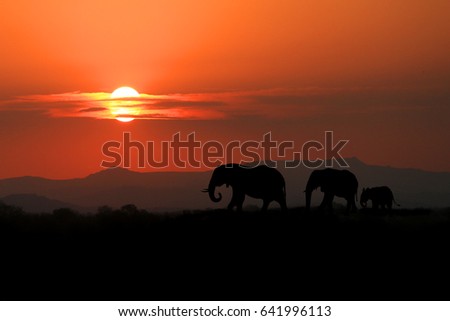 Silhouette of African Elephants at Sunset