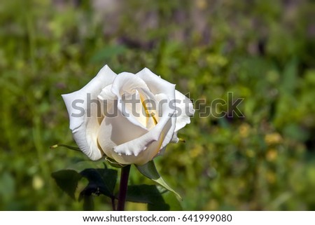 white rose blossom in a green garden