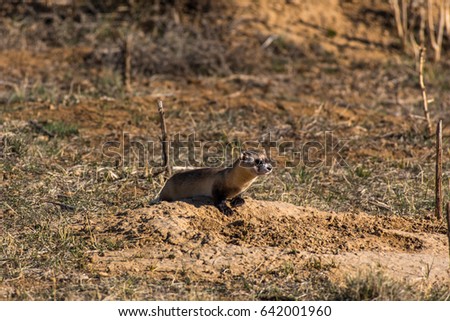 Endangered Black-footed Ferret Royalty-Free Stock Photo #642001960