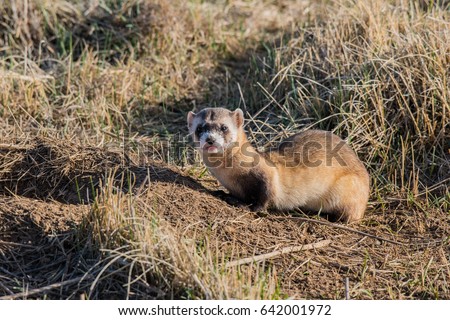 Endangered Black-footed Ferret Royalty-Free Stock Photo #642001972