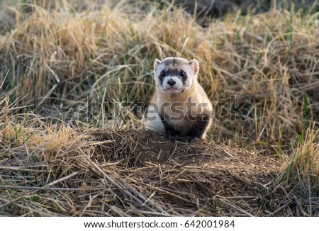 Endangered Black-footed Ferret Royalty-Free Stock Photo #642001984