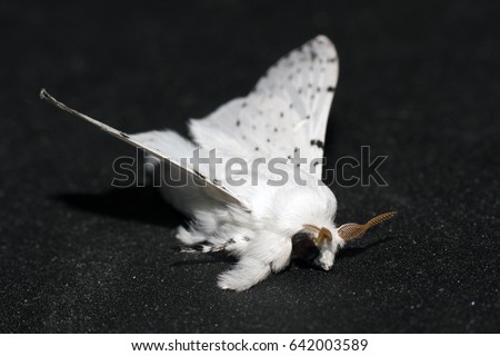Furry dot-lined white moth (Artace cribraria), know as poodle moth, macro photography