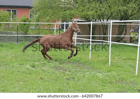 Horse in the pasture