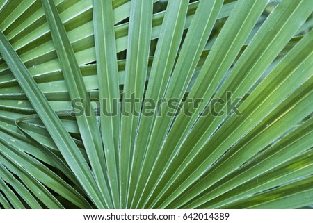 green overlapping palm leaves to be used as a nature background 