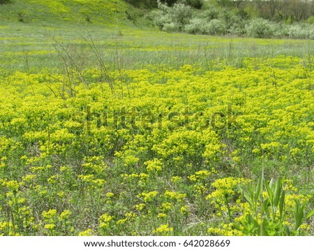 Field of Yellow Weed Flowers