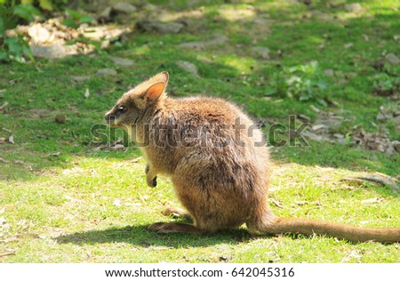 parma wallaby (Macropus parma) on the grass