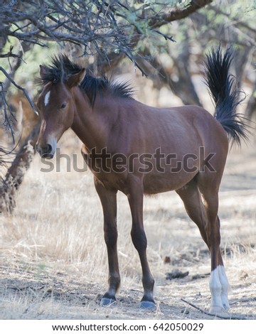 Stunning Wild Young Male Foal With Black Mane Blowing In The Wind