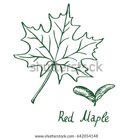 Red Maple (Acer rubrum) Leaf and samaras, hand drawn doodle, sketch in pop art style, vector illustration