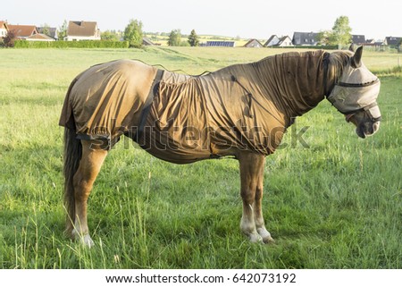 Sweet itch - Full body fly protection, including a mask, for the sensitive horse Royalty-Free Stock Photo #642073192