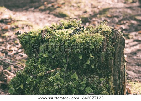 Old forest with moss covered trees and rays of sun in summer - vintage green look