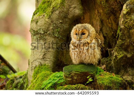 Tawny owl or brown owl (Strix aluco) is a stocky, medium-sized owl commonly found in woodlands across much of Europe and Asia. Several of the eleven recognised subspecies have both variants.