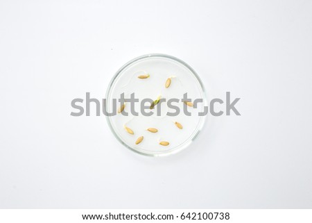 Seeds of Cucumber Cucumis sativus sprouted in petri dish on the white 
