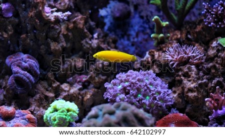 Yellow wrasse swimming in coral reef aquarium 