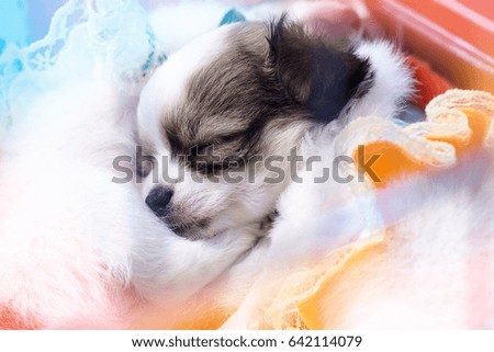 Chihuahua puppy sleeping happily under the warm blankets.