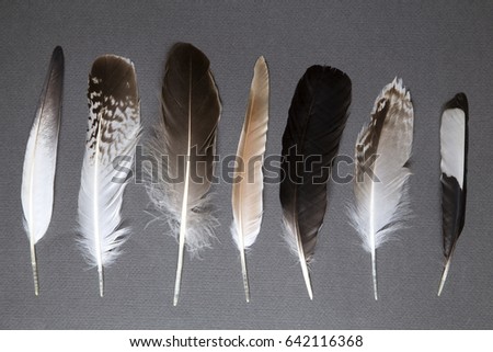 Various feathers on gray background