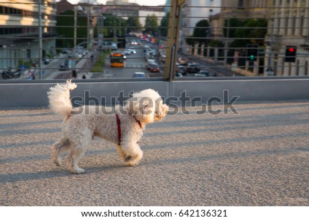 poodle dog walking over Melchiorre Gioia road (Milan) - bridge
